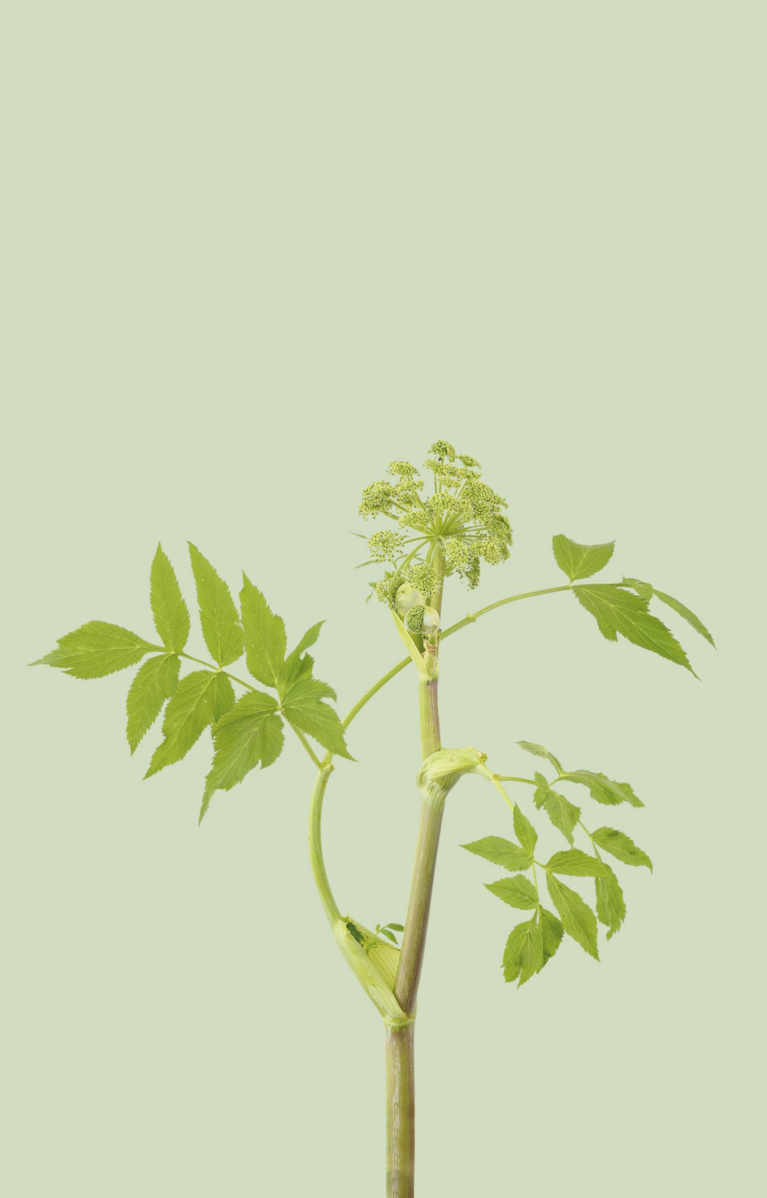 Vinnare av Stilleben